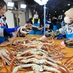 水揚げされて競り場に並ぶ松葉ガニ＝６日午前、浜坂漁港