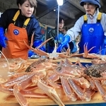 水揚げされて競り場に並ぶ松葉ガニ＝６日午前、浜坂漁港