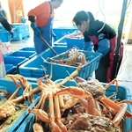 水揚げされて競り場に並ぶ松葉ガニ＝６日午前、浜坂漁港