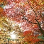 西日を浴びて輝くように見えるモミジ＝神戸市北区山田町、神戸市立森林植物園