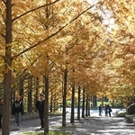 陽光に輝くメタセコイア並木＝神戸市北区山田町、神戸市立森林植物園（撮影・大田将之）