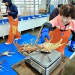 初競りに並べる松葉ガニの重さを量る女性＝柴山港
