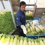 洗浄機で汚れを落とすなど出荷作業が進むダイコン＝たつの市御津町苅屋