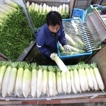 洗浄機で汚れを落とすなど出荷作業が進むダイコン＝たつの市御津町苅屋