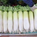 出荷を待つダイコン＝たつの市御津町苅屋