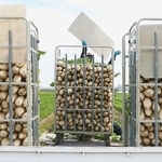 収穫され、運搬用ケースに並べられる大量のダイコン＝たつの市御津町苅屋