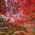 紅葉であちこちが彩られた多可町余暇村公園＝兵庫県多可町中区牧野