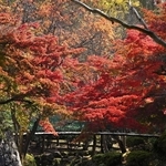 紅葉で覆われる園内の橋＝兵庫県多可町中区牧野