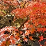 小川沿いに広がる鮮やかな紅葉＝兵庫県多可町中区牧野