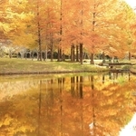 水面も秋色に染めるラクウショウ＝三田市小野、小野公園