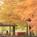 だいだい色に染まるラクウショウ＝三田市小野、小野公園（撮影・丸山桃奈）