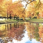 水面も染めるラクウショウ＝三田市小野、小野公園