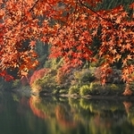 湖畔を染める紅葉＝朝来市生野町、銀山湖