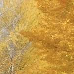 日差しを浴び、一面が黄色に染まったイチョウ並木＝豊岡市日高町栗栖野