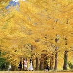 日差しを浴びて鮮やかさを増すイチョウ並木＝豊岡市日高町栗栖野