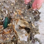 口を開けて死んでいるカキ＝赤穂市坂越湾沖