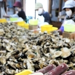 相生湾で水揚げされたカキのむき身。例年よりかなり小さい＝相生市相生