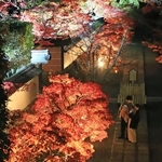 静かな境内でライトアップされる紅葉＝川西市満願寺町