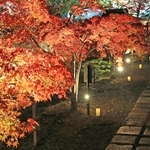 静かな境内でライトアップされる紅葉＝川西市満願寺町