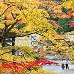境内をカラフルに染める紅葉＝丹波篠山市東本荘、洞光寺