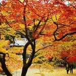 境内を赤、黄に染める木々＝丹波篠山市東本荘