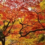 境内を赤、黄に染める木々＝丹波篠山市東本荘