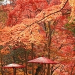 紅葉で鮮やかに染まった瑞宝寺公園＝神戸市北区有馬町