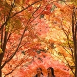 紅葉で鮮やかに染まった瑞宝寺公園＝神戸市北区有馬町