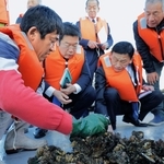 腰を下ろして大量死したカキに手を伸ばす末松信介参院議員（手前左から３人目）ら＝２２日午後、たつの市御津町室津、室津漁港沖