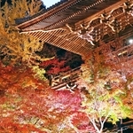 ライトアップされ、摩尼殿の近くで浮かび上がるモミジやイチョウ＝姫路市書写、書写山円教寺