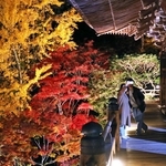 ライトアップされ、摩尼殿の近くで浮かび上がるモミジやイチョウ＝姫路市書写、書写山円教寺