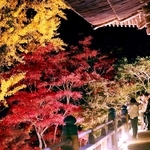 ライトアップされ、摩尼殿の近くで浮かび上がるモミジやイチョウ＝姫路市書写、書写山円教寺