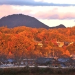 紅葉した木々の上をクジラが泳いでいるように見える＝三田市川除から