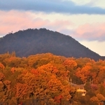紅葉した木々の上をクジラが泳いでいるように見える＝三田市川除から