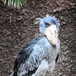 マリンバ（雌／１０歳）