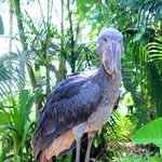 サカラ（雄／２歳）