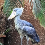 クラル（雌／２歳）