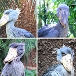 神戸どうぶつ王国の４羽のハシビロコウ。頭頂部の「冠毛」の生え方やくちばしの色などに違いがある。