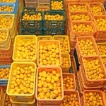 集荷場を埋め尽くすほど並べられたユズ＝姫路市安富町長野