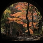 ハイカーでにぎわうＪＲ福知山線廃線跡。トンネルの先に錦秋が広がる＝宝塚市切畑