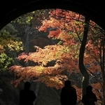 ハイカーでにぎわうＪＲ福知山線廃線敷。トンネルの向こうに錦秋が広がる＝宝塚市切畑