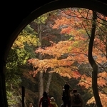 ハイカーでにぎわうＪＲ福知山線廃線敷。トンネルの向こうに錦秋が広がる＝宝塚市切畑