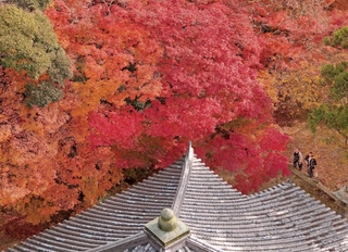 境内を鮮やかに彩るモミジ＝南あわじ市八木馬回、成相寺（ドローンで撮影）