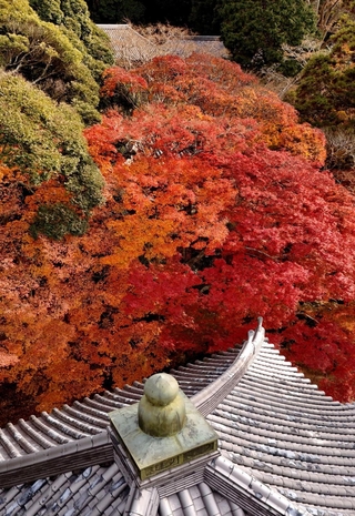 境内を鮮やかに彩るモミジ＝南あわじ市八木馬回、成相寺（ドローンで撮影）