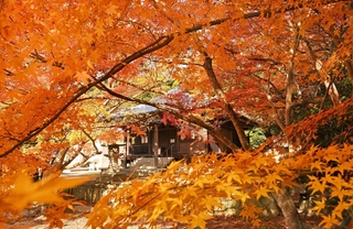 境内を彩る紅葉＝南あわじ市、成相寺（撮影・大田将之）