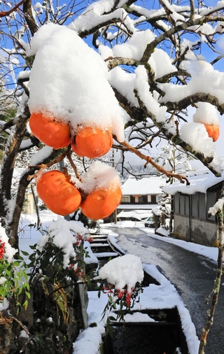 兵庫県北部の集落で雪景色がみられ、柿の実にも雪が積もった＝４日午前、兵庫県香美町村岡区熊波