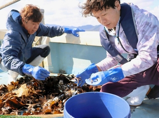 底引き網にかかったヒトデを調べる小林格さん（右）＝洲本市沖（小林格さん提供）