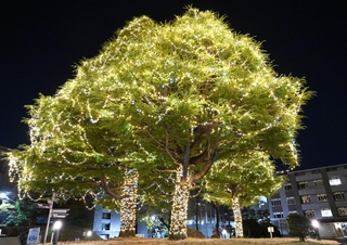 ＬＥＤ照明で飾られたヒマラヤスギ＝神戸市灘区六甲台町、神戸大学