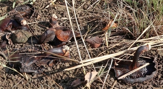 福田川沿いのシイタケ。落ち葉に交じりながら、あちこちに落ちている＝１１月１７日、神戸市垂水区御霊町