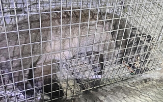 わなで捕獲されたハクビシン＝神戸市立医療センター中央市民病院（同病院提供）